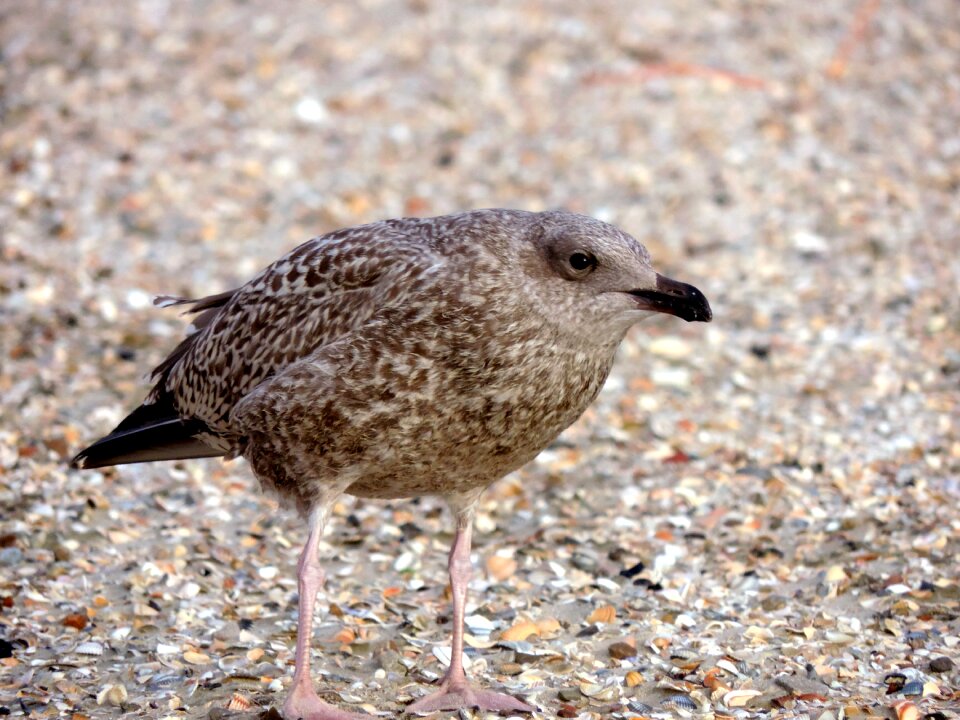 Animal seevogel nature