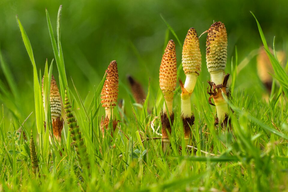 Equisetum arvense field horsetail cat wedel