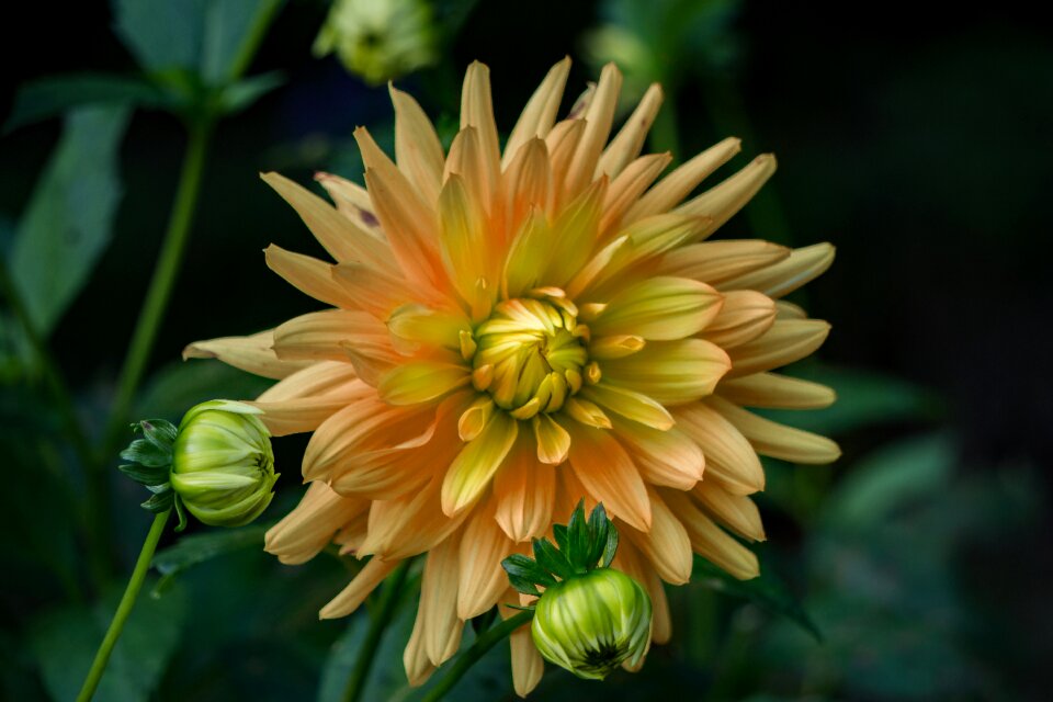 Flora beautiful flower blossom