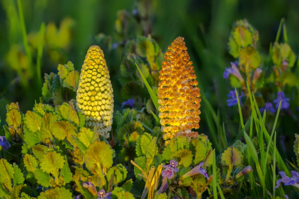 Equisetum arvense field horsetail cat wedel