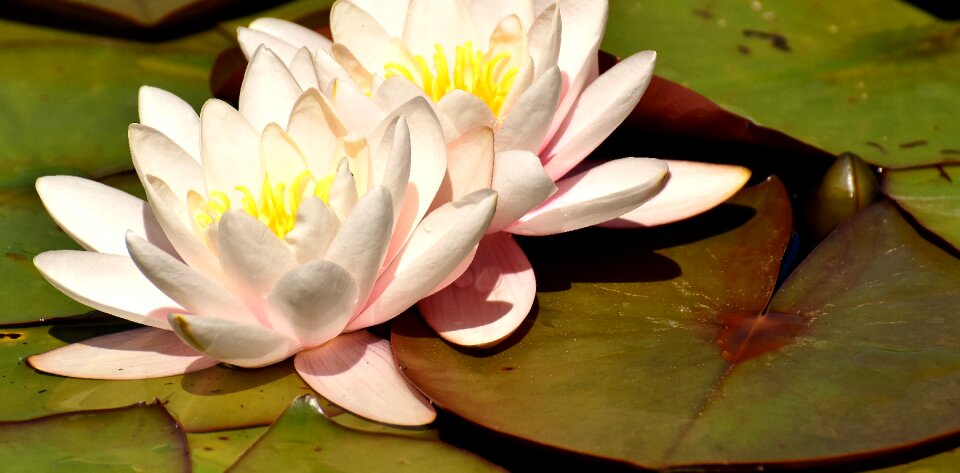 Aquatic plant bloom blossom photo