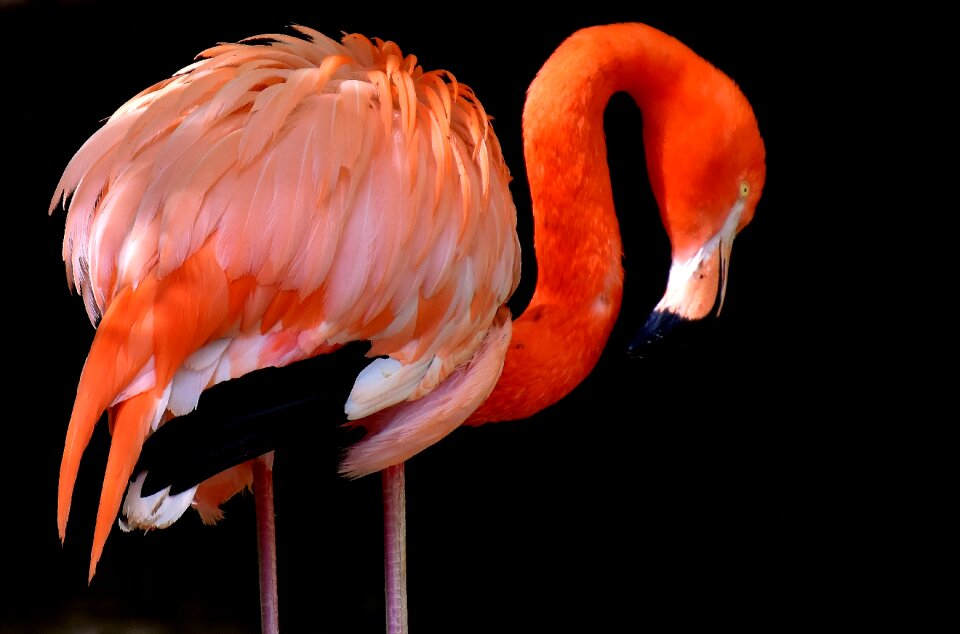 Feather pride tierpark hellabrunn