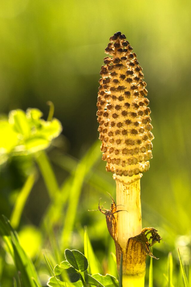 Equisetum arvense field horsetail cat wedel