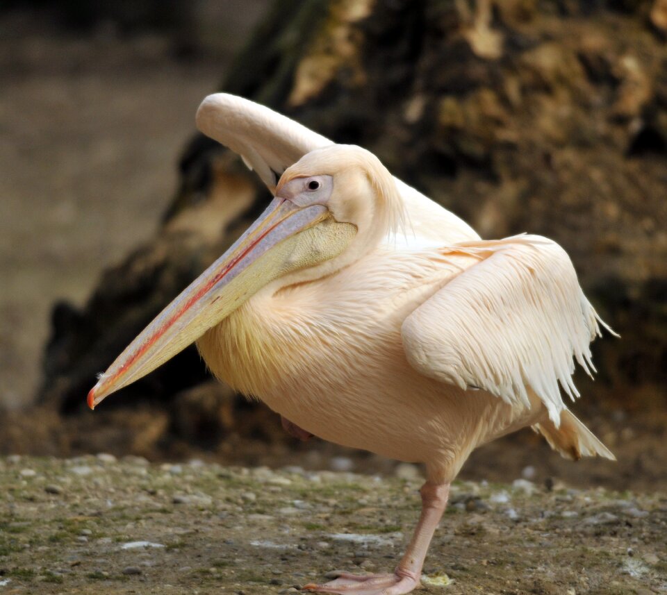 Zoo hellabrunn munich