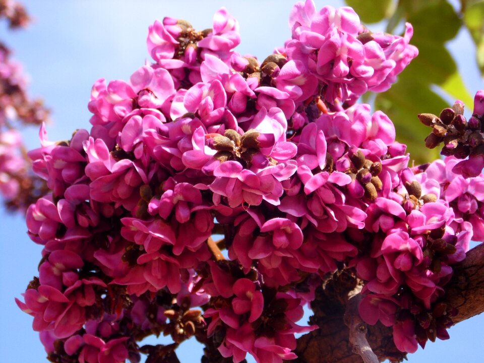 Spring flower cerrado rosa