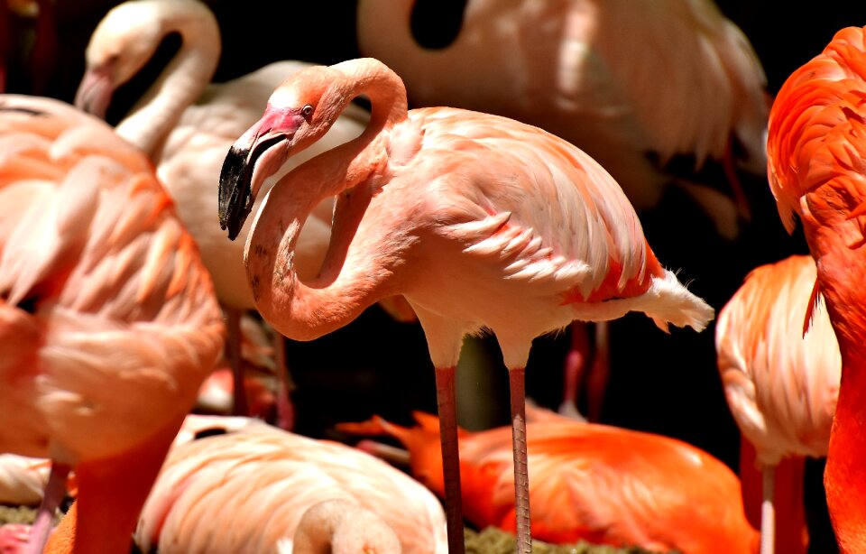 Feather pride tierpark hellabrunn