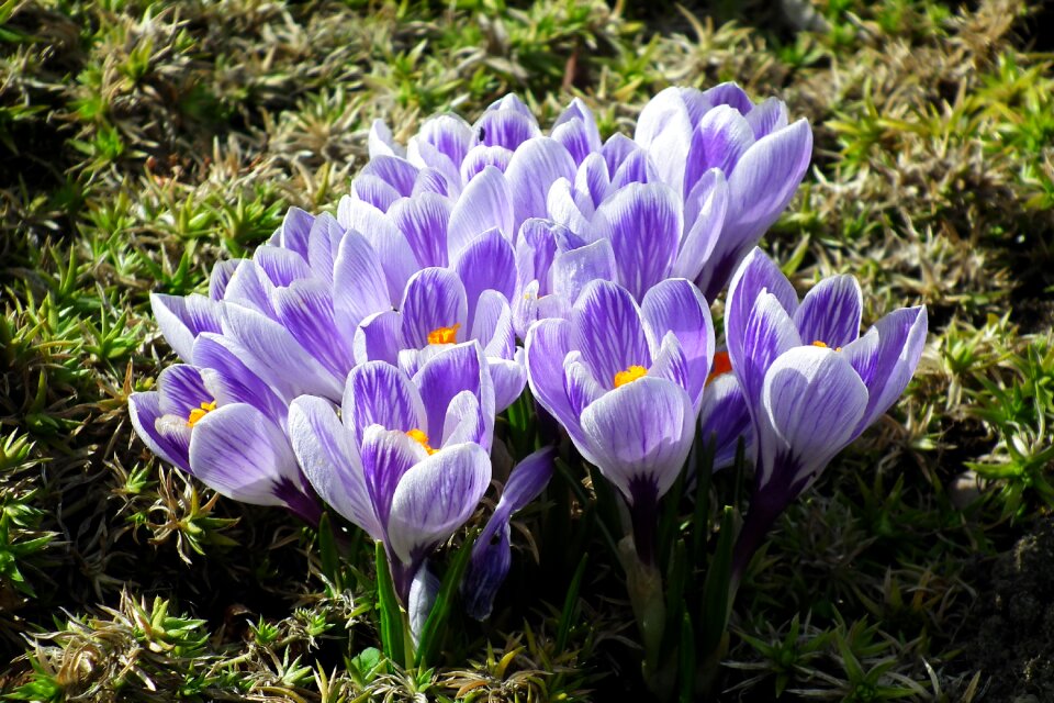 Spring nature plant