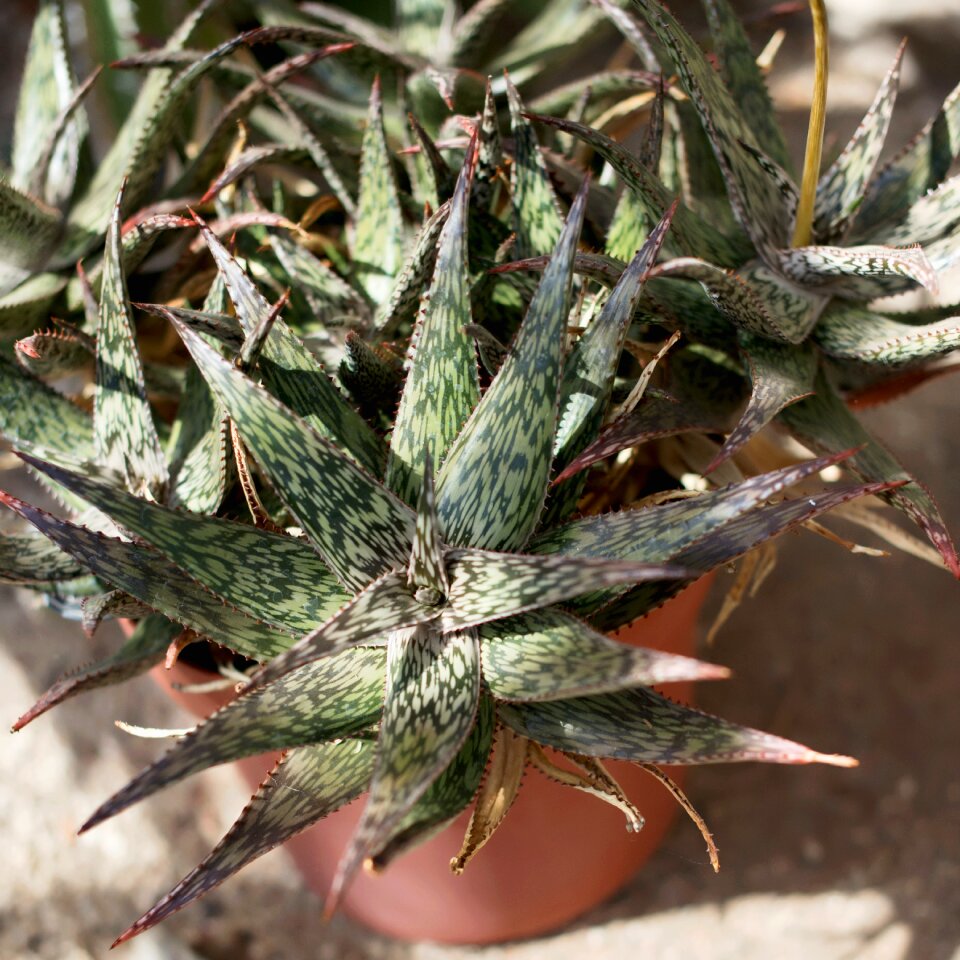Succulents green house plant