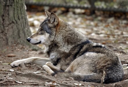 Zoo hellabrunn munich