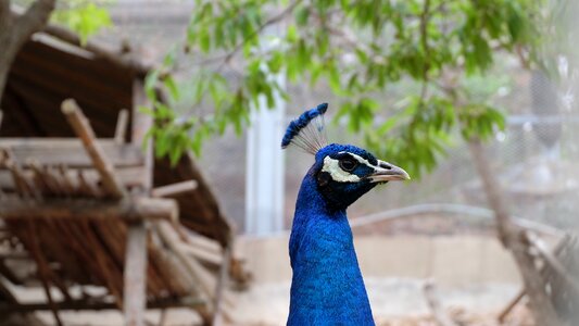 Blue peacock animal head