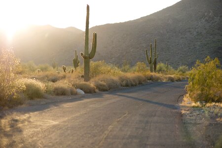 Desert road saguaro brown road