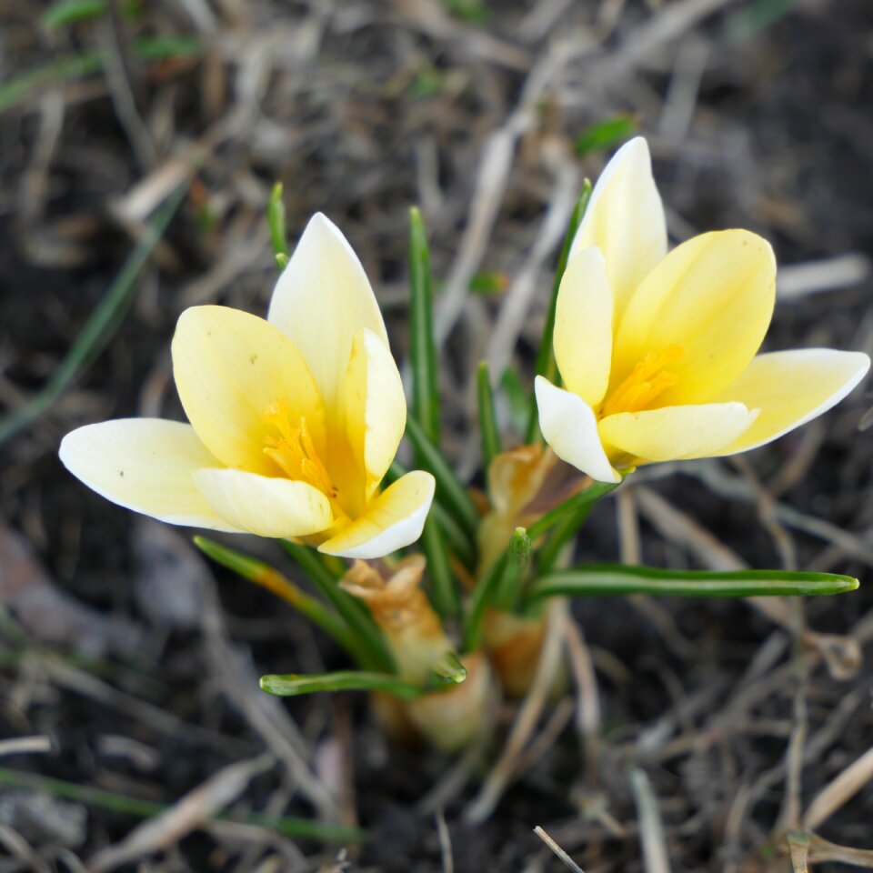 Flowers spring bloom