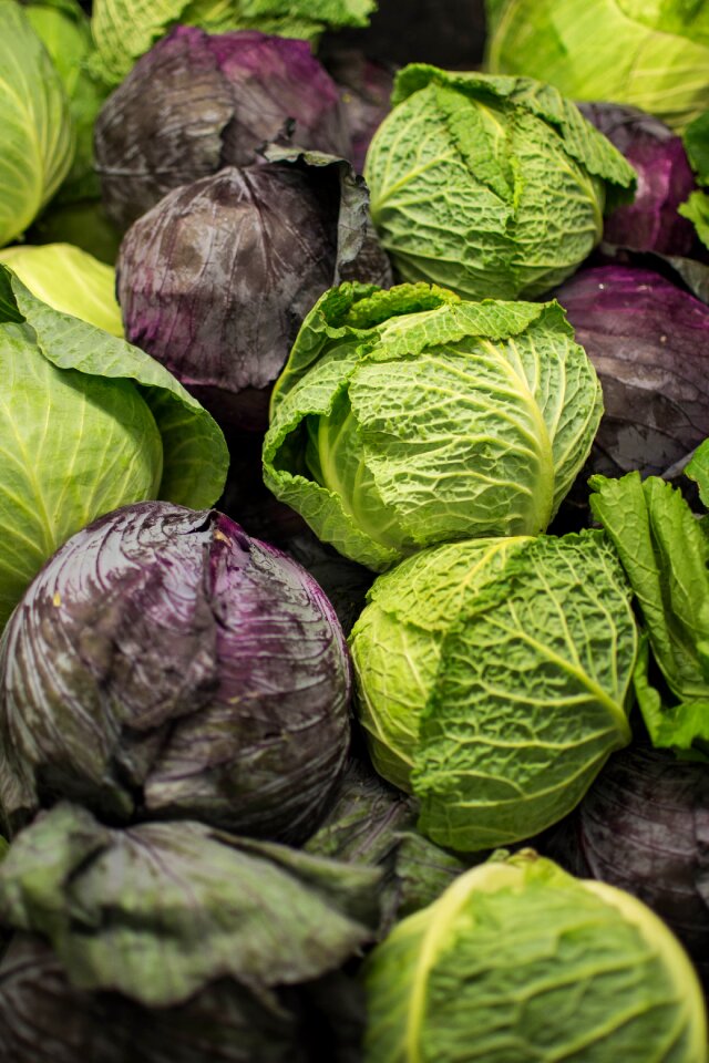 Cabbage grow leaf