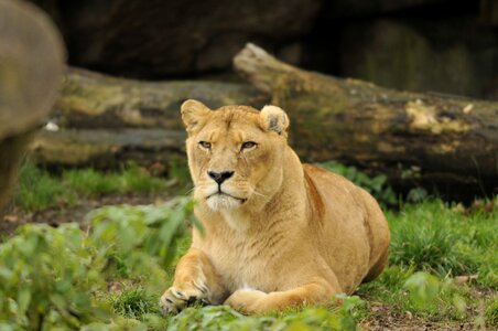 Zoo hellabrunn munich photo