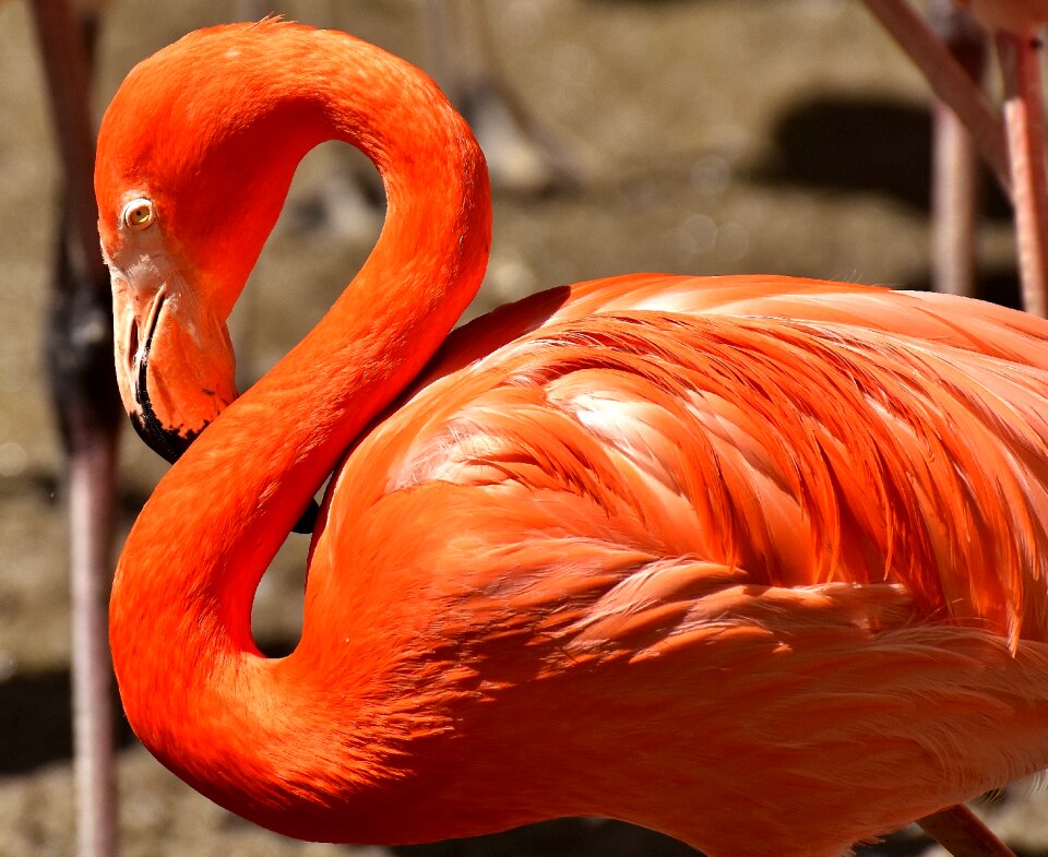 Feather pride tierpark hellabrunn