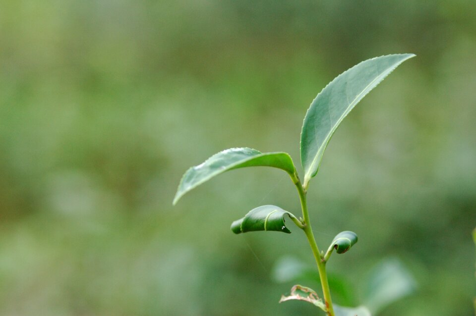 Tree tea bent two-leaf