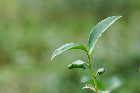 Tree tea bent two-leaf