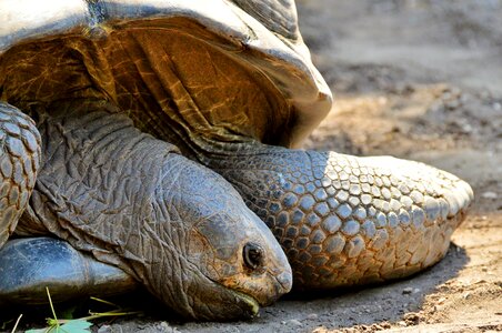 Tortoise shell giant tortoise zoo