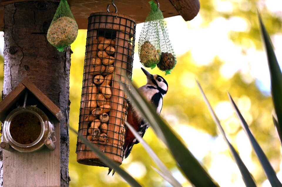 Garden woodpecker spring