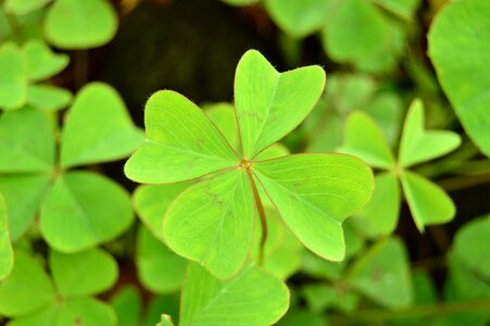 Four leaves nature