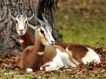 Zoo hellabrunn munich