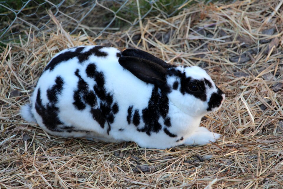 Switzerland rabbit nature