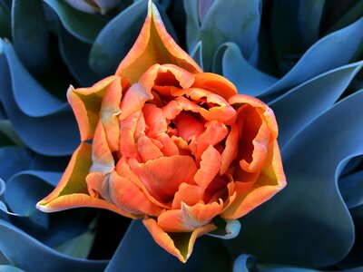 Holland spring bloom