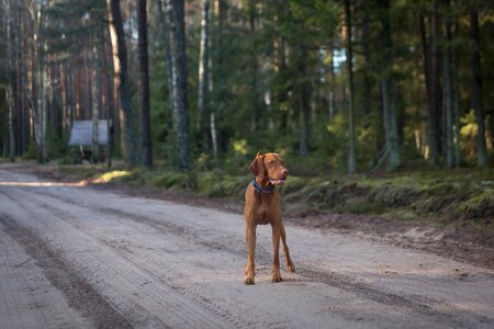 Tree nature dog photo