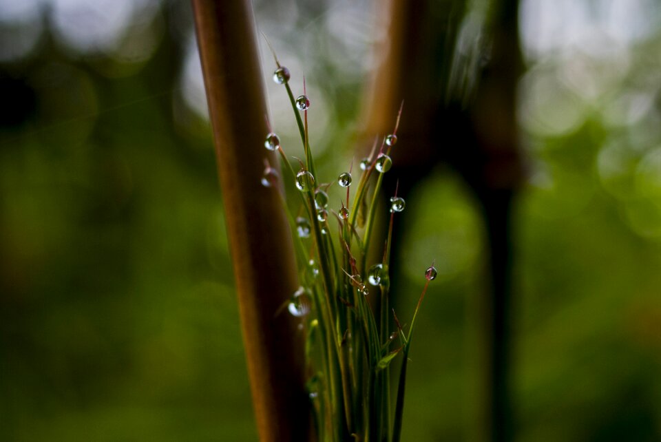 Leaf plant outdoors