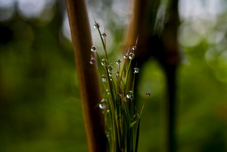 Leaf plant outdoors