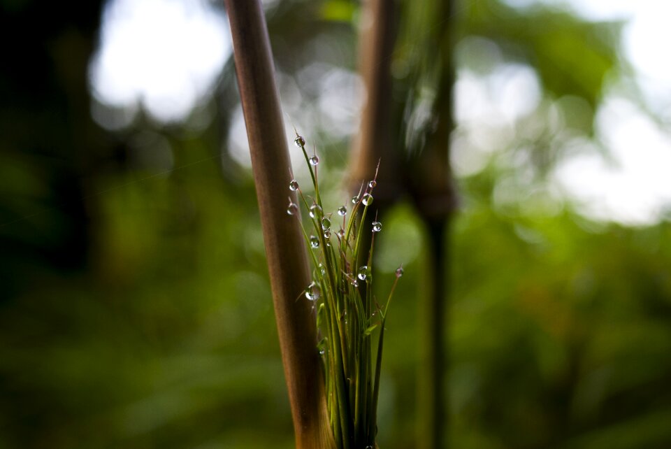 Leaf outdoors environment