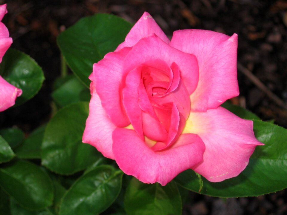 Nature petal flower