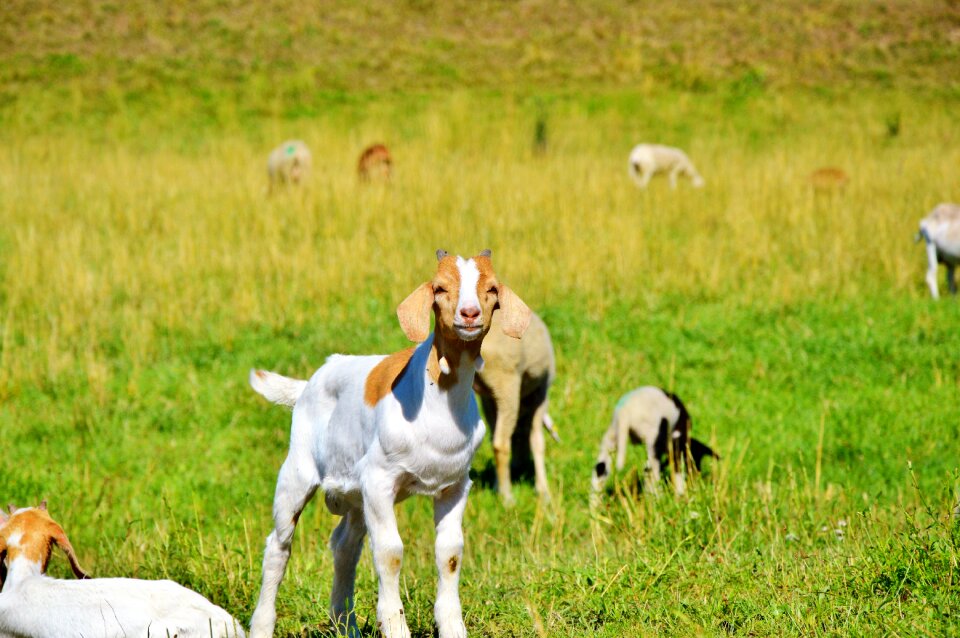 Little kids pasture meadow