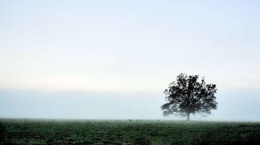 Tree landscape outdoors