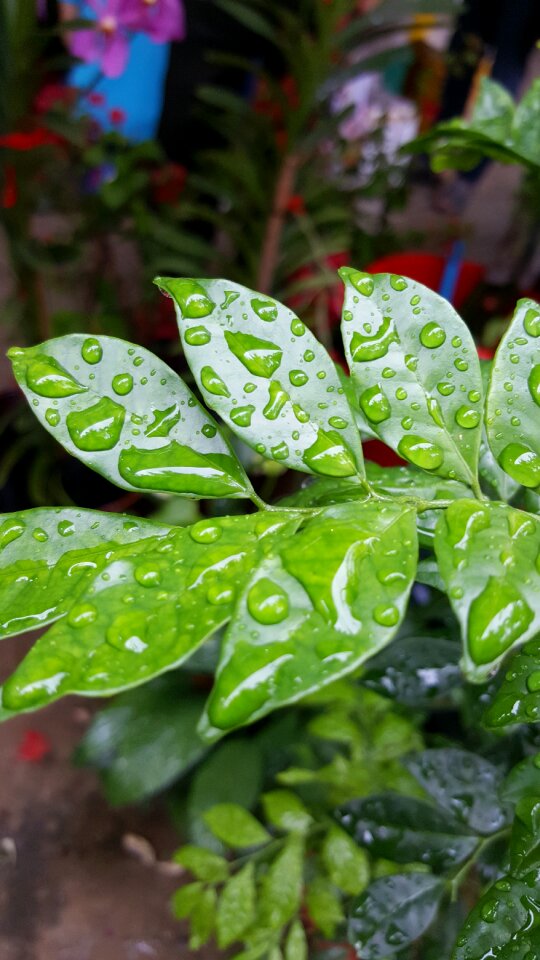 Nature water green
