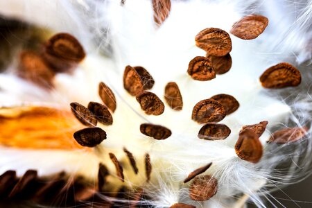 Milkweed crops plant nature