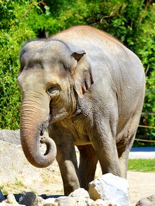 Proboscis animal zoo