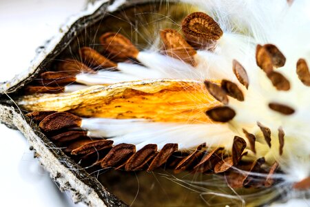 Milkweed crops plant nature