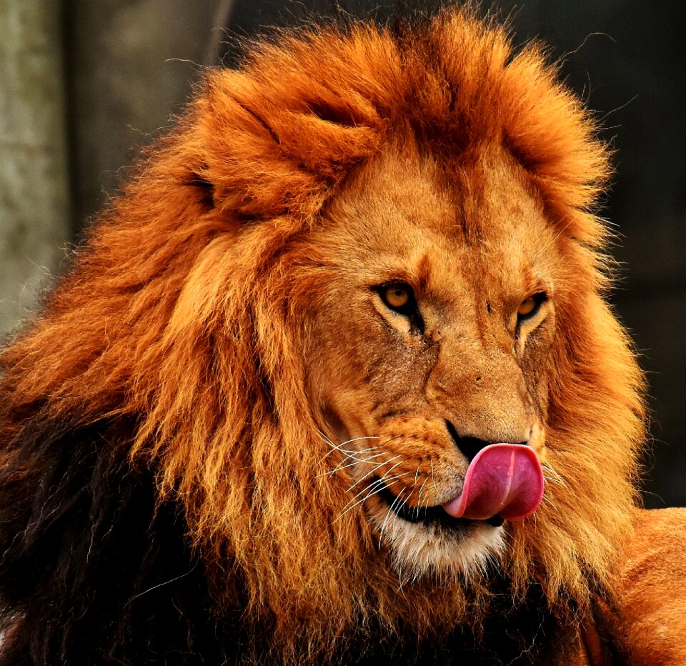 Mane big cat male