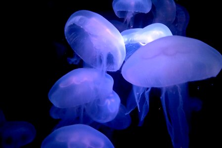 Jellyfish water fish