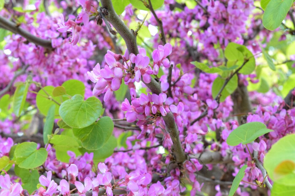 Nature wild flower petals