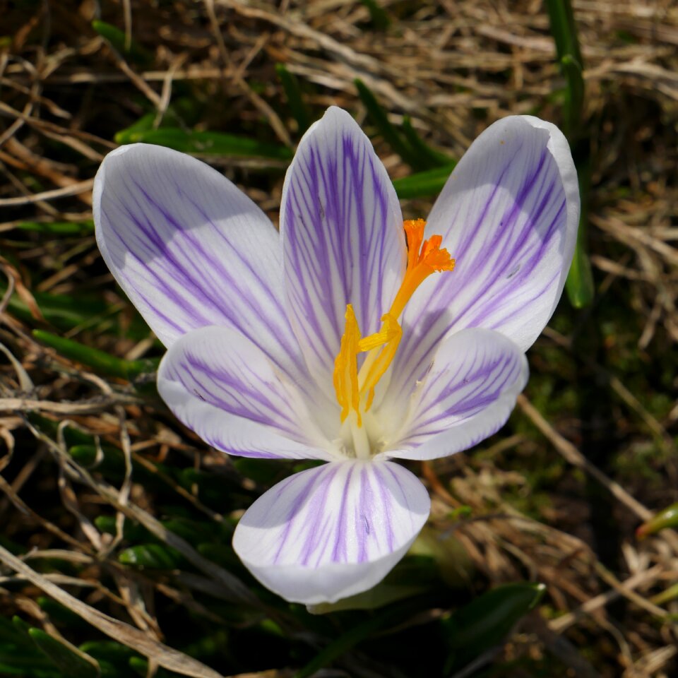 Crocus spring delicate flower
