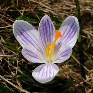 Crocus spring delicate flower photo
