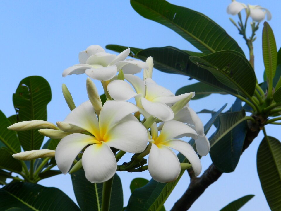 White flowers frangipani sky blue
