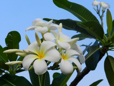 White flowers frangipani sky blue