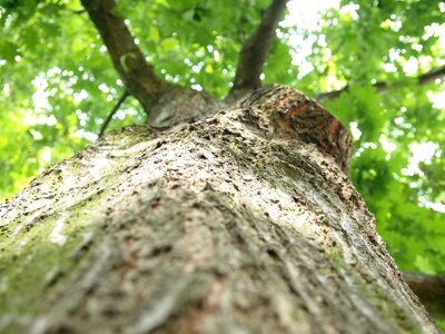 Tree log summer