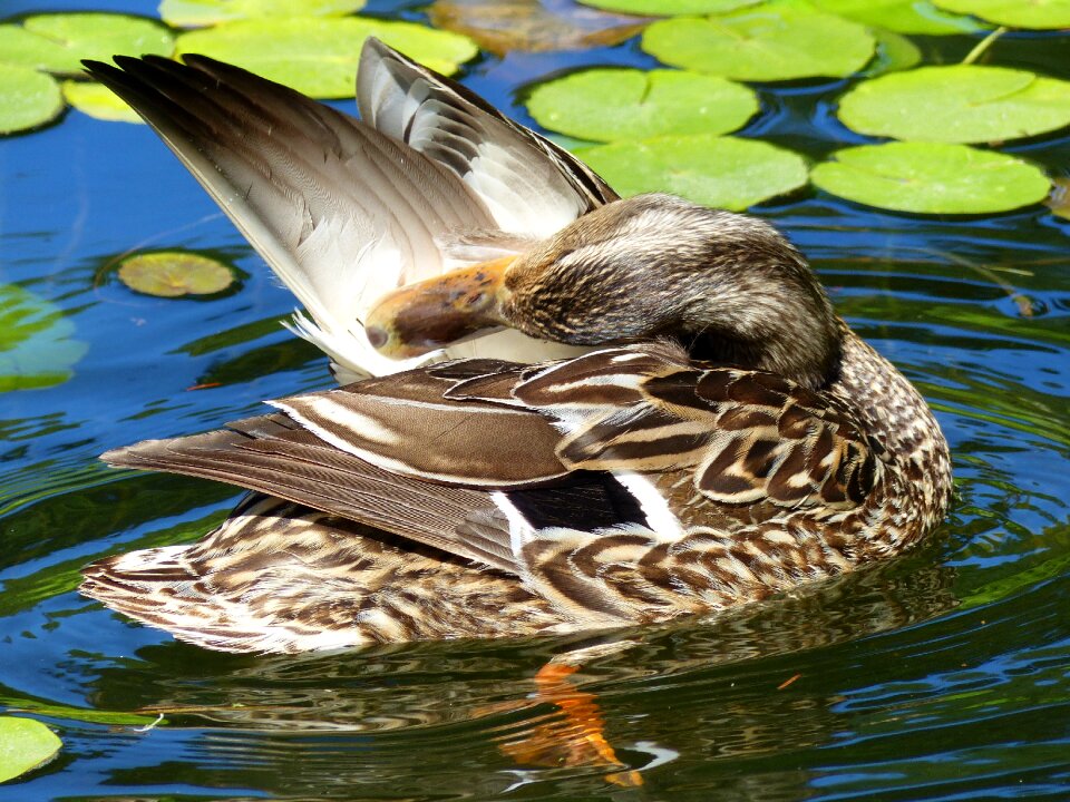Feathered nature wildlife