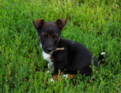 Puppy male masik