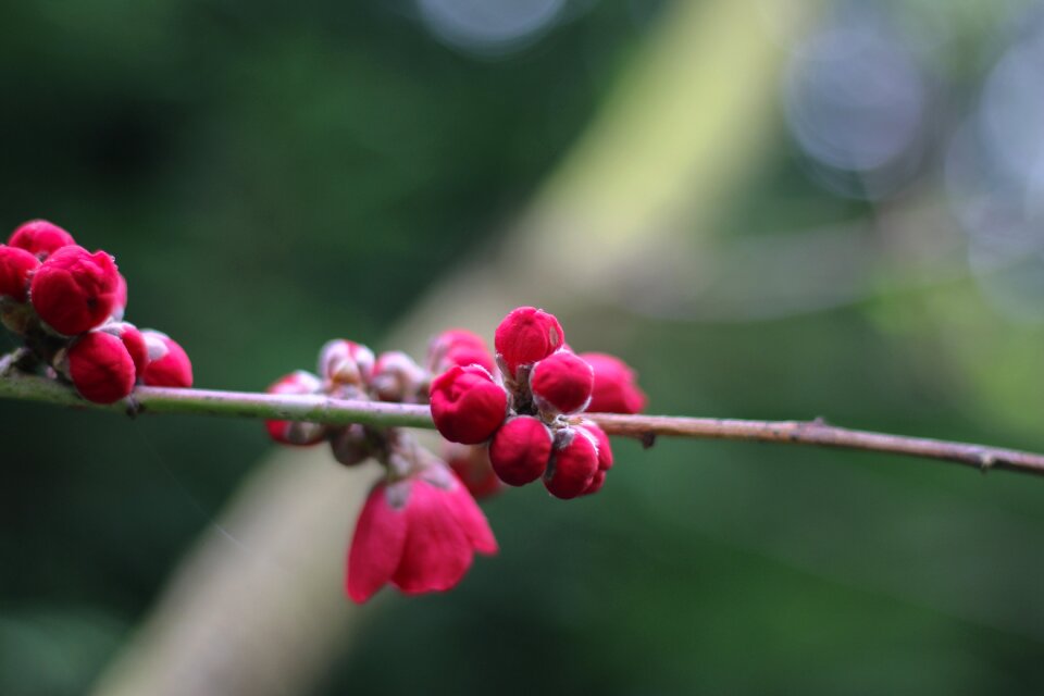 Outdoor flower tree