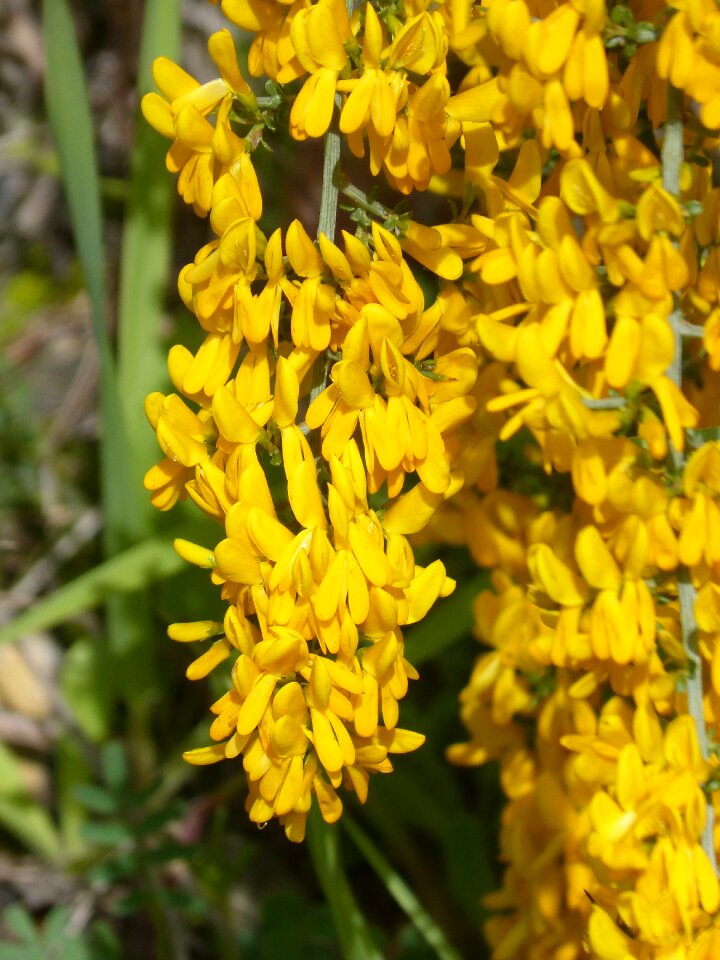 Yellow flower flowering genista scorpius